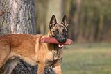 MALINOIS 1131